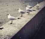 常向秋山寻妙句  又现春色真面目